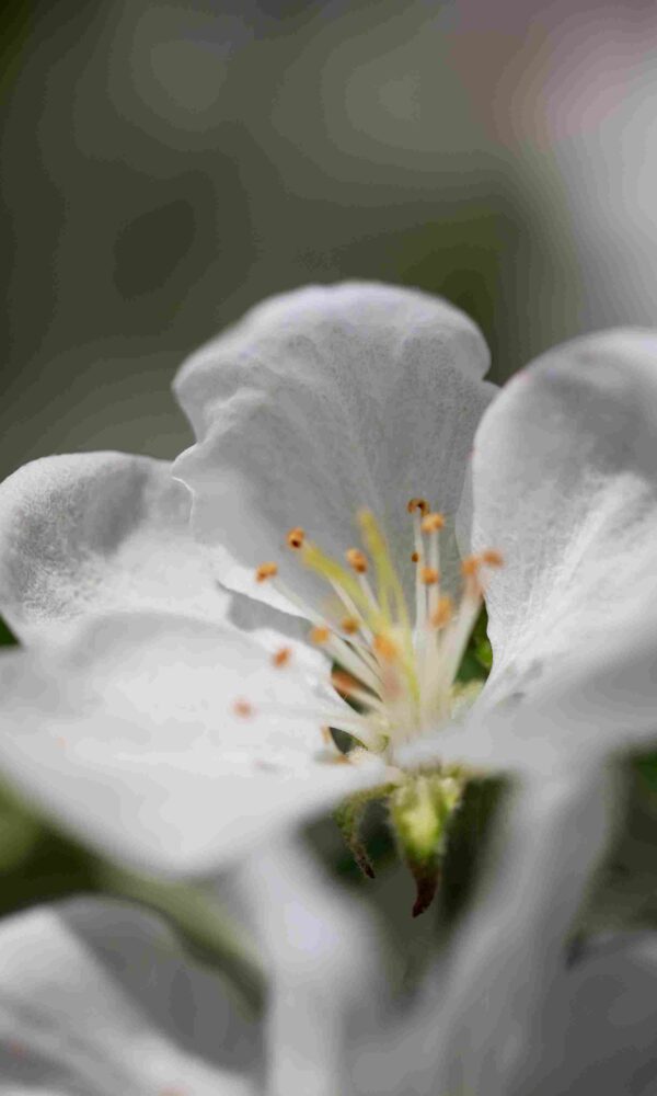 Ilustrasi Khasiat Melati untuk Kulit