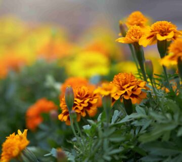 Ilustrasi Bunga Calendula / marigold